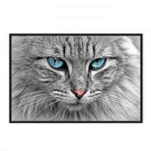 Quadro Decorativo Gato Olho Azul