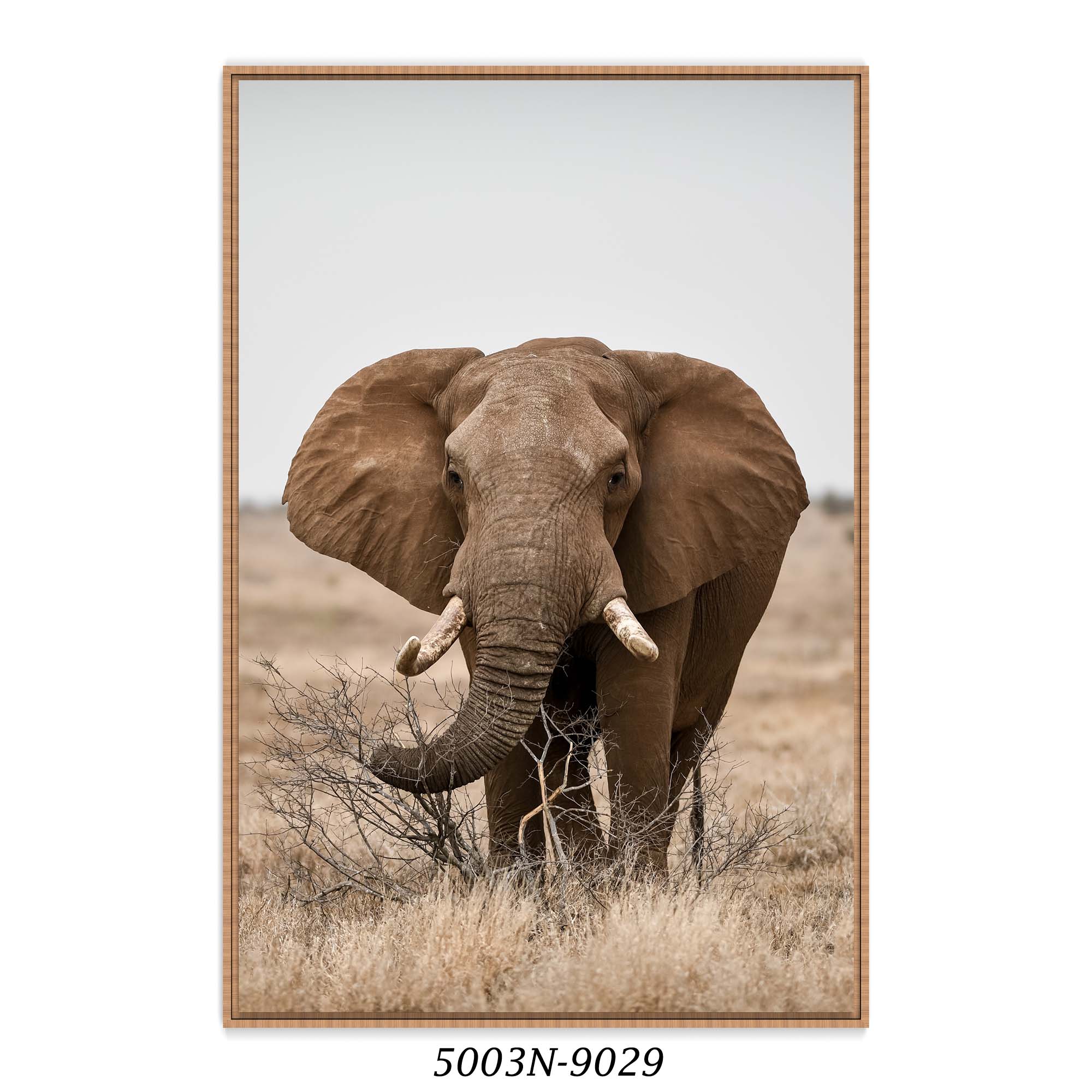 Quadro Decorativo com Fotografia de  Elefante