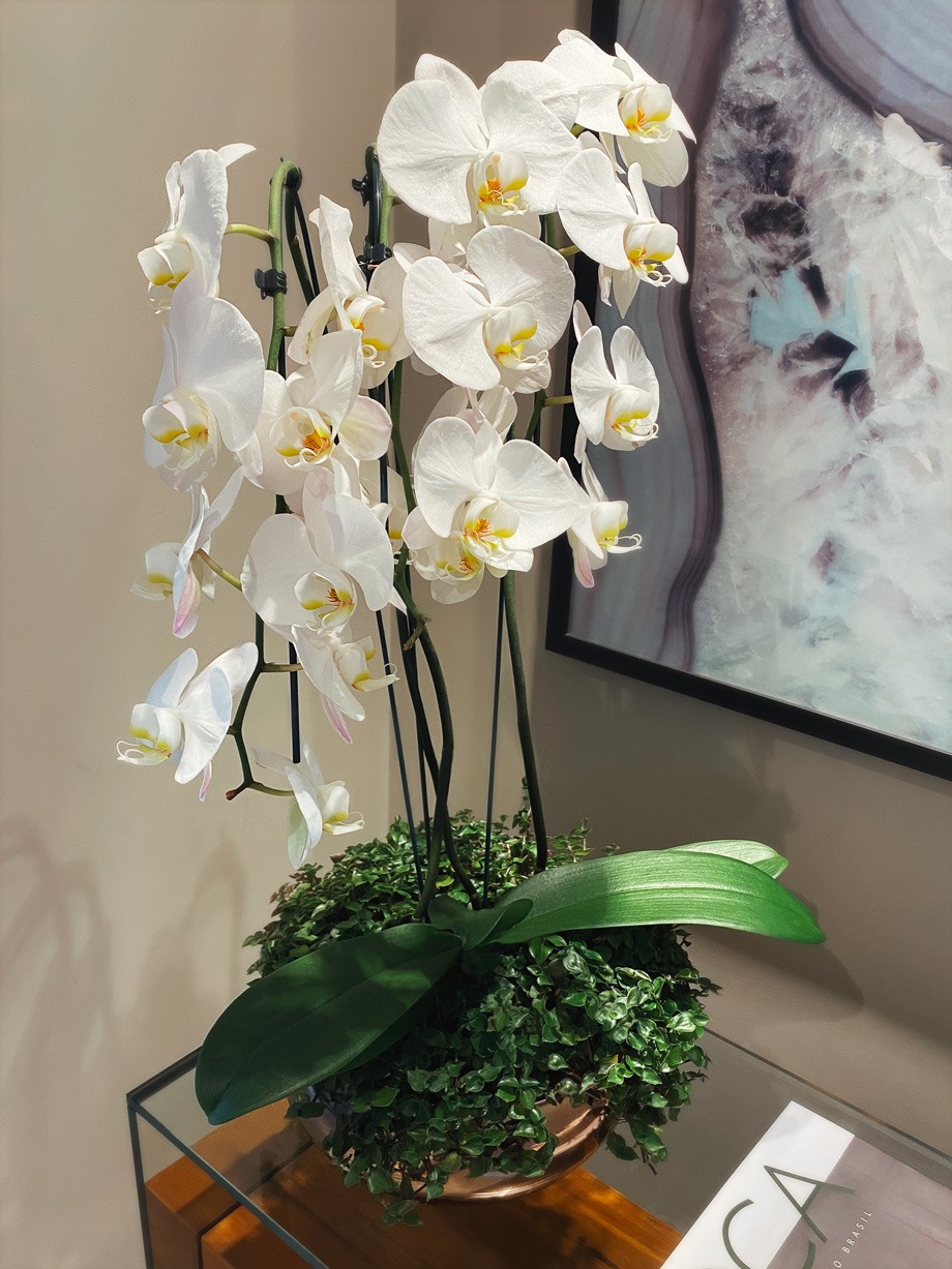 Orquídea Phalaenopsis - Elegance