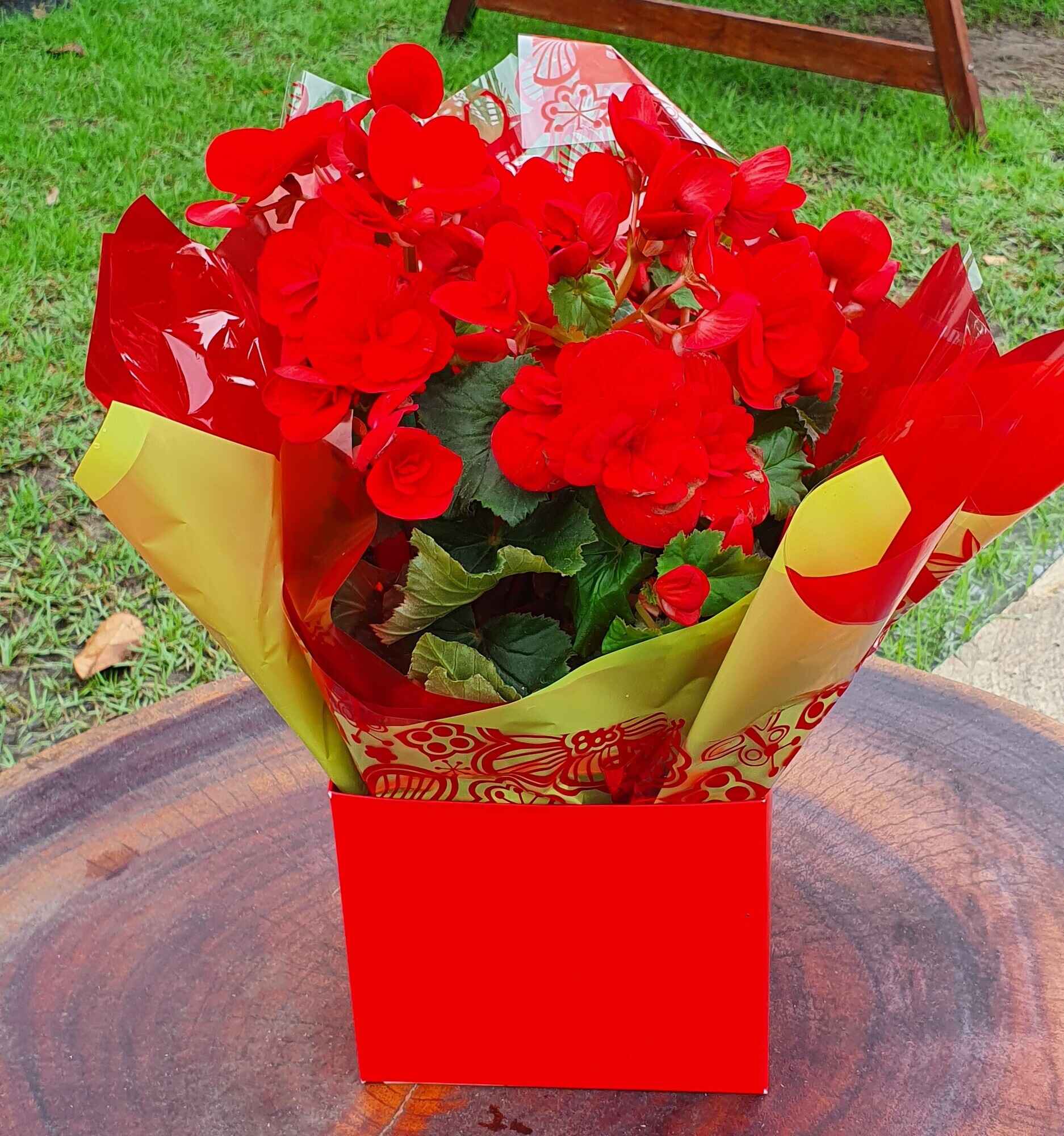 Begônia Flor Vermelha  PT 11 C/ Embalagem