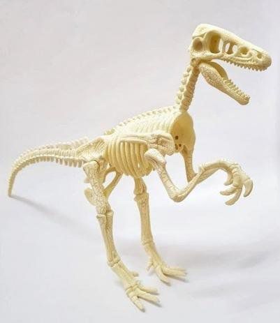 Mundo dos Dinossauros - Esqueleto gigante Velociraptor