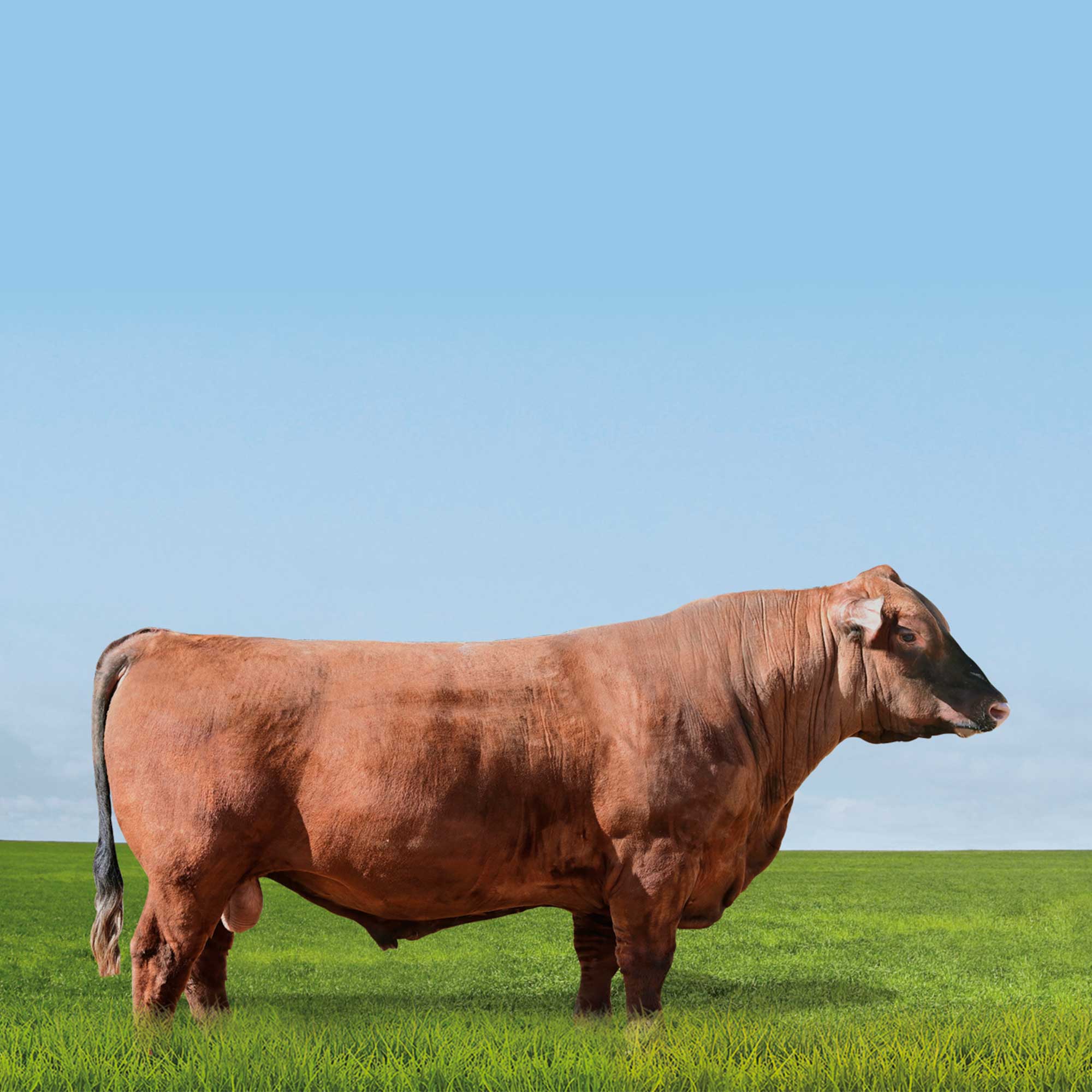 ULTRA - RED ANGUS