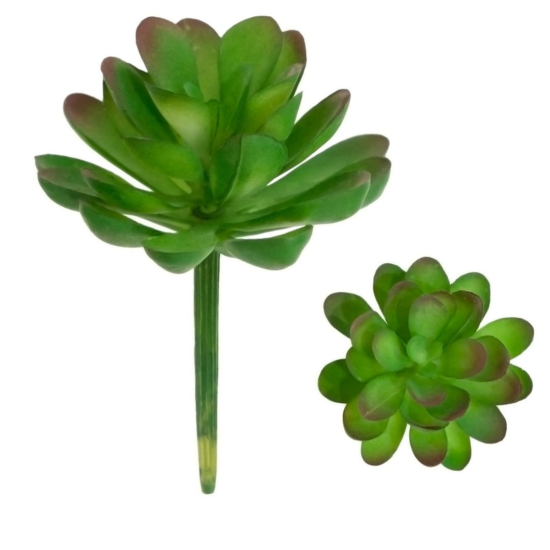 Suculenta Echeveria Verde 11CM