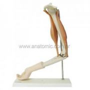 Braço Com Músculos TGD-0330-A - Anatomic