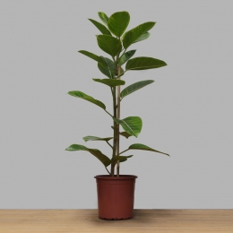 Ficus Elastica Altissima PT 24