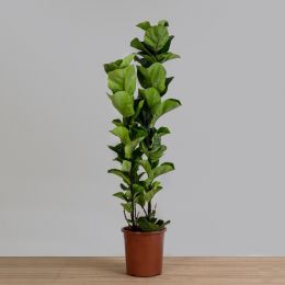 Ficus Lyrata Bambino - 3 Hastes