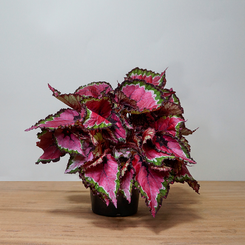 Begonia Beleaf Variadas PT 15