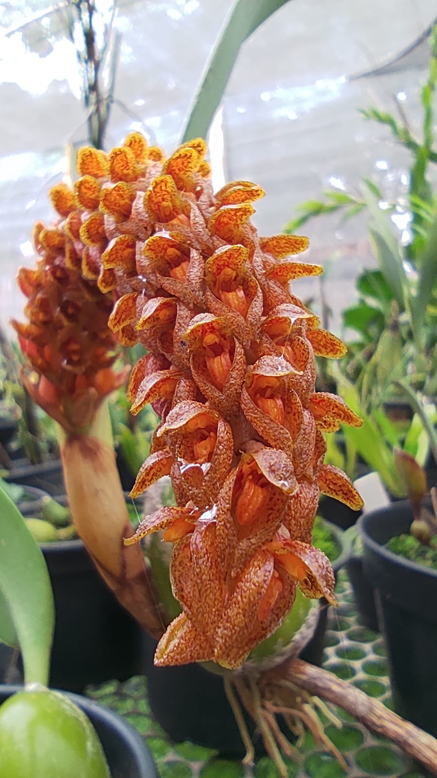 Orquídea Bulbophyllum careyanum