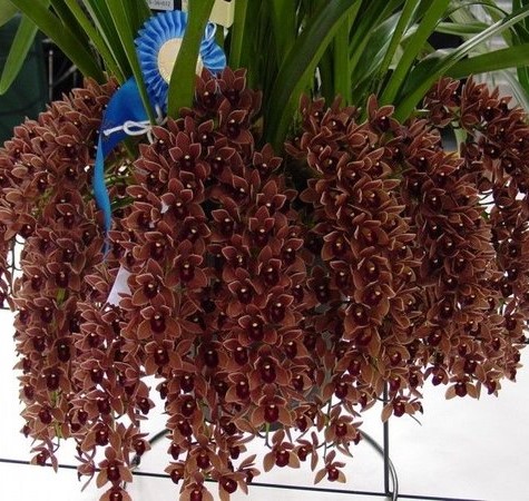 Orquídea Cor Chocolate - Cymbidium Dorothy Stockstill