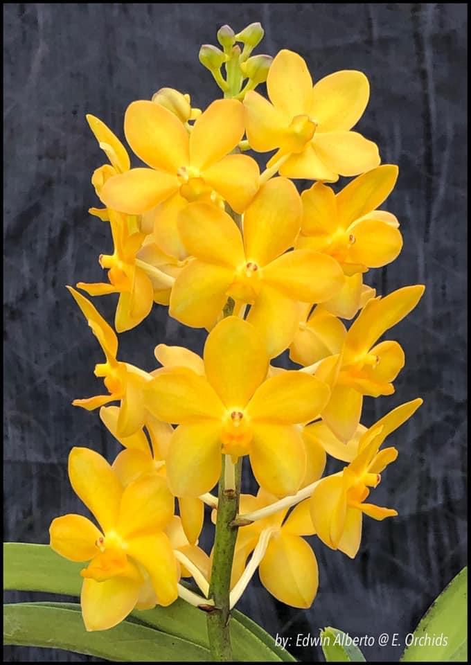 Orquidea Vanda Amarela - Adulta