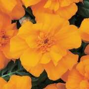 Tagetes Durango Orange