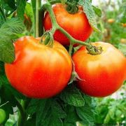 Tomate Super Marmande (Gaúcho/Maçã)