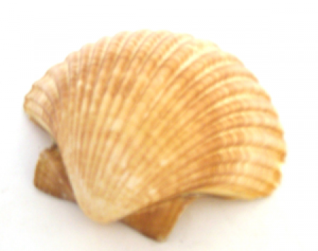 Concha do Mar - Shell Pecten Diogensis 