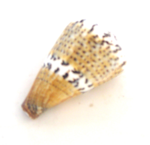 Concha do Mar - Conus Capitanius 