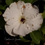 ROSA DO DESERTO SWAZICUM WHITE | HIBRIDA | SINGELA - Foto 6