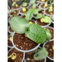 SCILLA = planta bulbosa - Foto 0