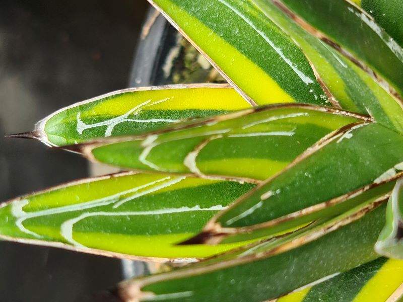 AGAVE VITORIA REGINAE VARIEGATA (planta suculenta extremamente rara) - Foto 1