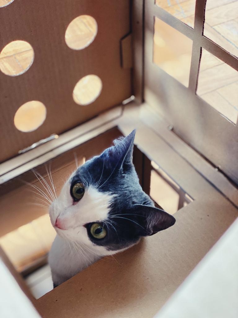 Casa de dois andares com arranhador de papelão para gatos