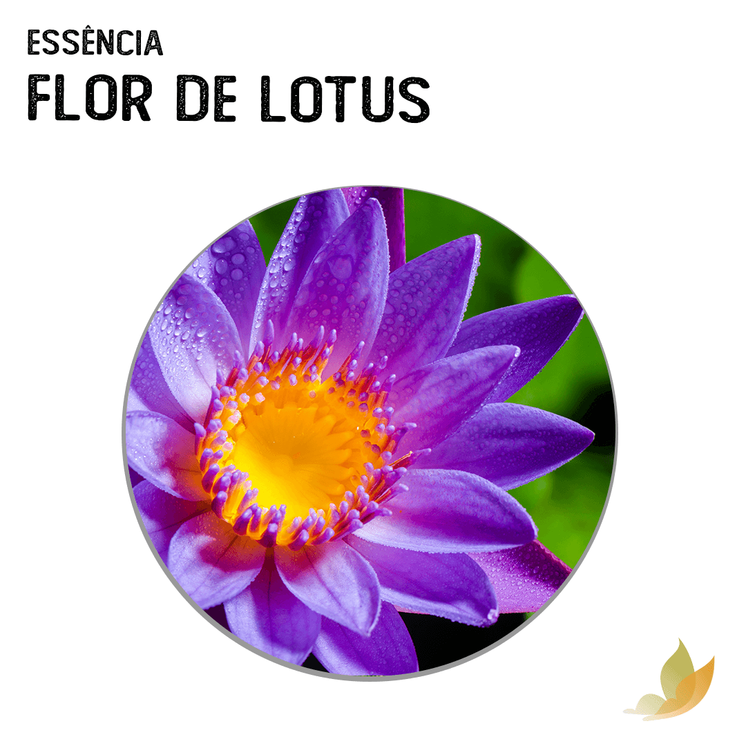 Essência Flor De Lótus
