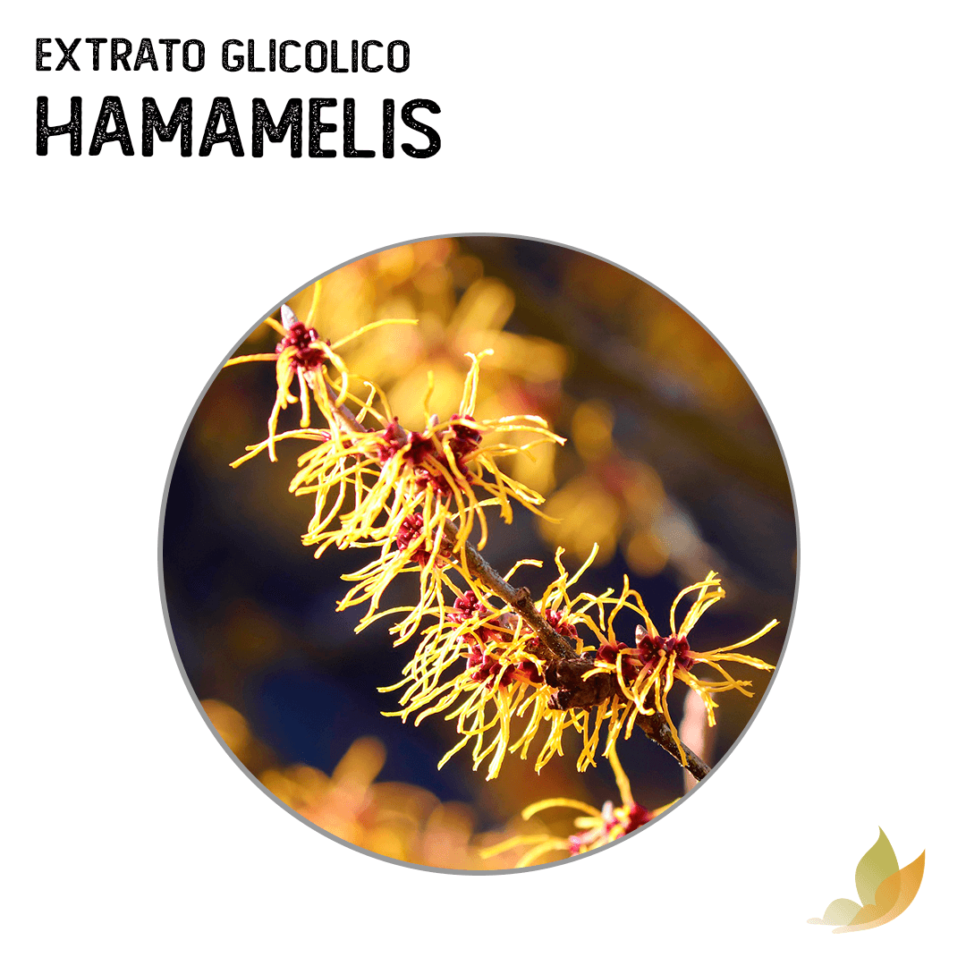 Extrato Glicólico de Hamamelis