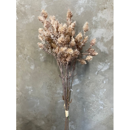 Flores Silvestres - Bege de 42cm