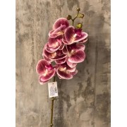 Orquídea Pink Pit 70cm