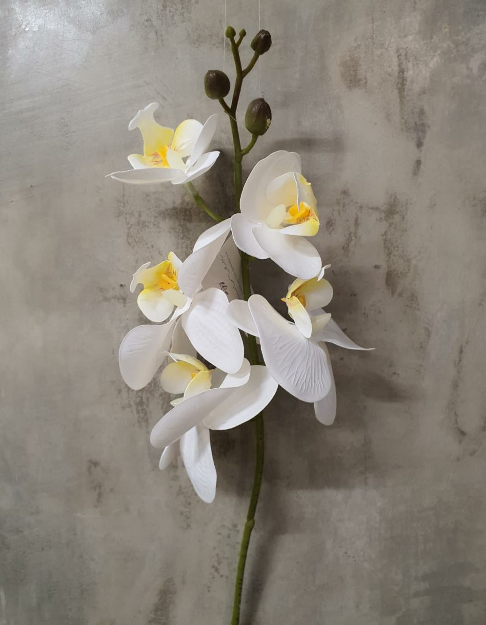 Galho Orquídea Mini Phaleonopsis Branco x5