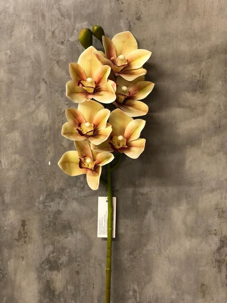Haste Orquídea Cymbidium