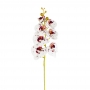 Haste Orquídea Phalaenopsis Branco com Vinho 3D 87 Cm