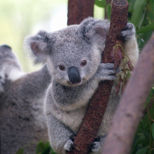 Berloque Pingente Koala Prata