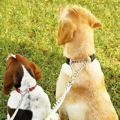Coleira Kit Corrente Guia Semi Enforcadora Resistente Ajustavel Pet Caes Cachorro Passeio Rua Quintal Ar Livre Adestramento Treinamento