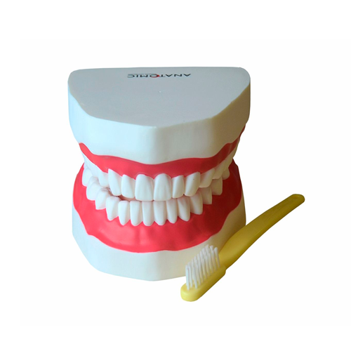 Arcada Dentária com Língua e Escova Código:TZJ-0312-B
