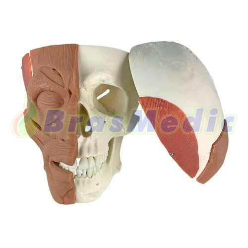 Crânio com Músculos Faciais Código:TGD-0102-MF