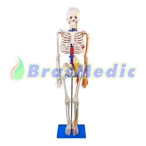 Esqueleto de 85 cm, com Nervos e Vasos Sanguíneos Código:TGD-0112-C