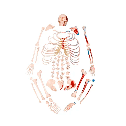 Esqueleto Tamanho Natural, Desarticulado, com Origem e Inserção Muscular Código:TGD-0101-M