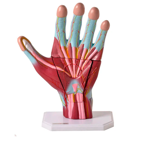 Mão Muscular Ampliada, em 3 Partes Código:TGD-0330-M