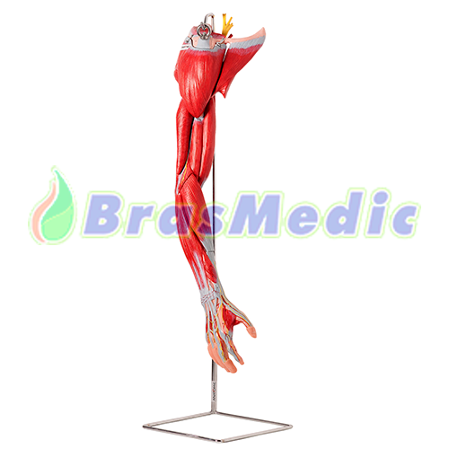 Músculos do Membro Superior com Principais Vasos e Nervos, em 6 Partes Código:TZJ-4010-A