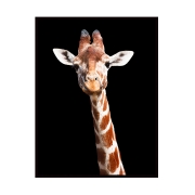 Quadro girafa - 100X70