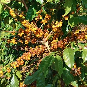 Café em Grãos Agroecológico 500g - Sítio Campestre