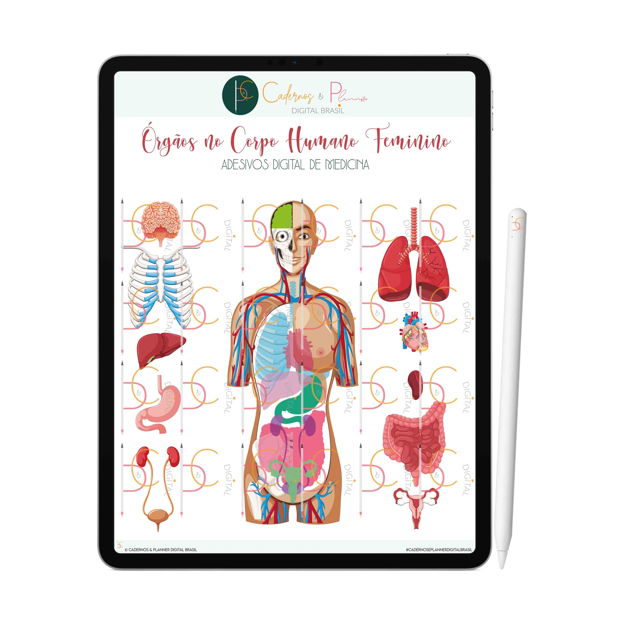 Adesivos Digital de Medicina - Órgãos no Corpo Humano Feminino | iPad Tablet | Download Instantâneo