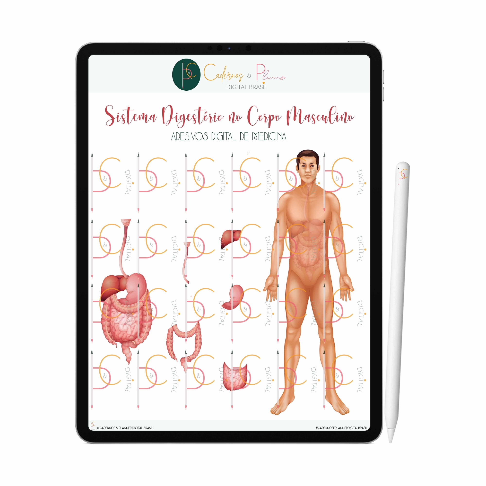 Adesivos Digital de Medicina - Sistema Digestório no Corpo Humano Masculino| iPad Tablet | Download Instantâneo