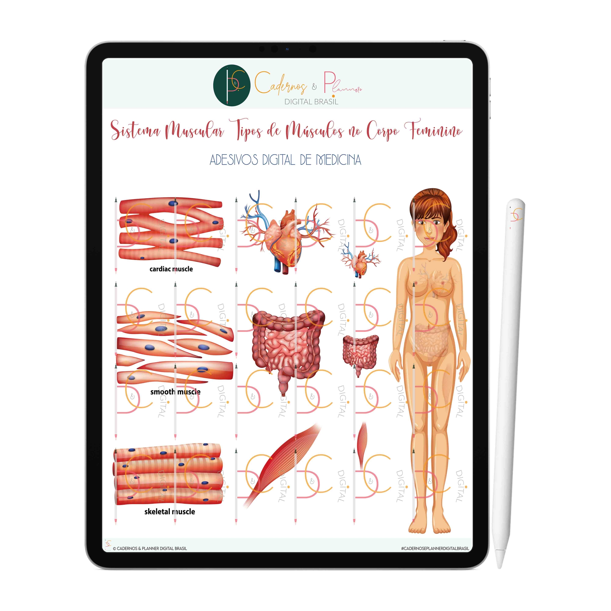 Adesivos Digital de Medicina - Sistema Muscular Tipos de Músculos no Corpo Feminino | iPad Tablet | Download Instantâneo