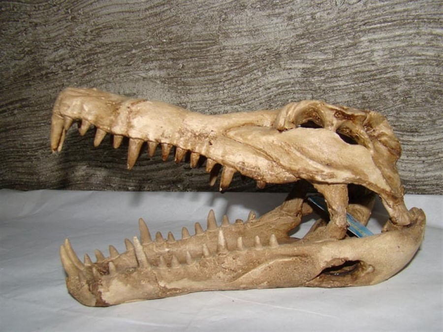 craft work cranio de crocodilo