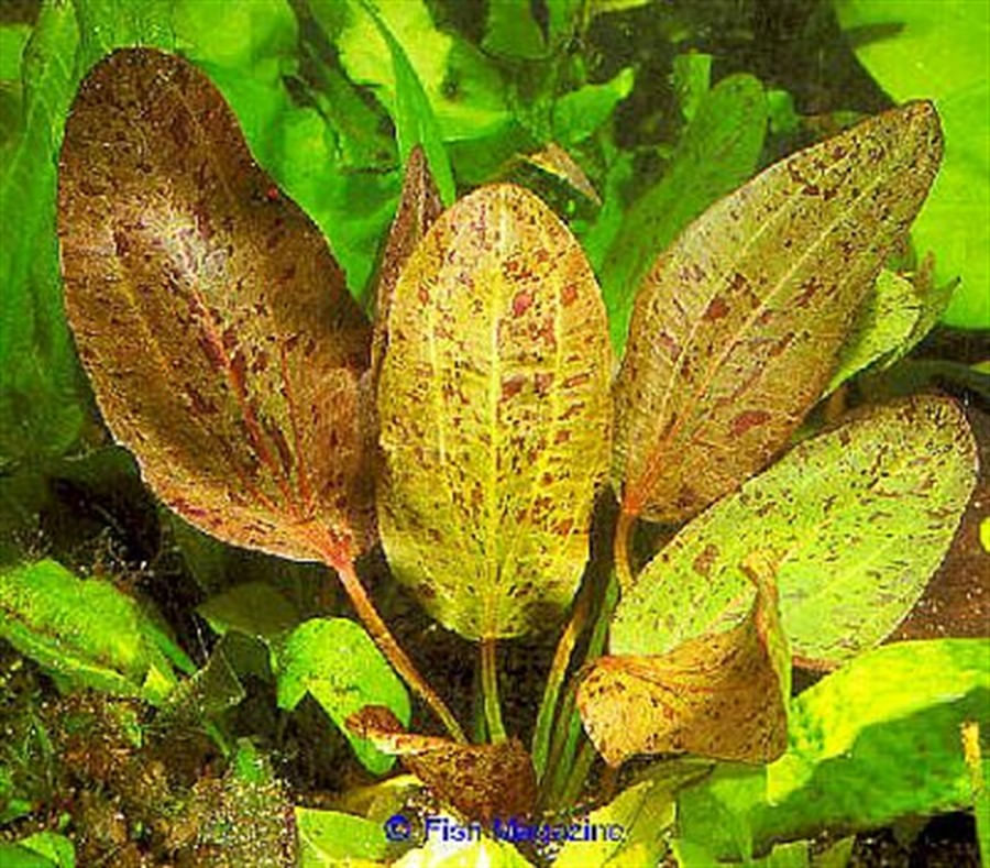 Plantas Naturais - Echinodorus Ozelot (Vaso/Muda)
