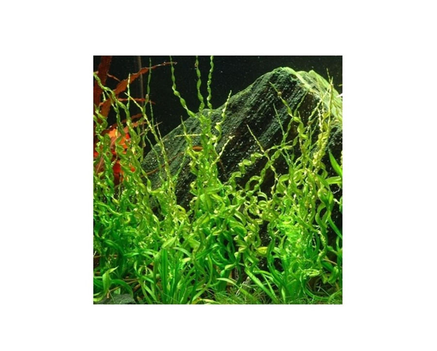 Plantas Naturais - Helanthium Bolivianum (Vesuvius) - (Vaso/Muda)