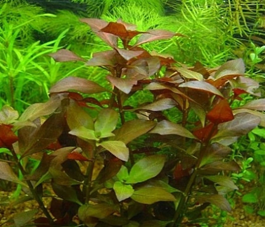 Plantas Naturais - Ludwigia sp Red (Vaso/Muda)