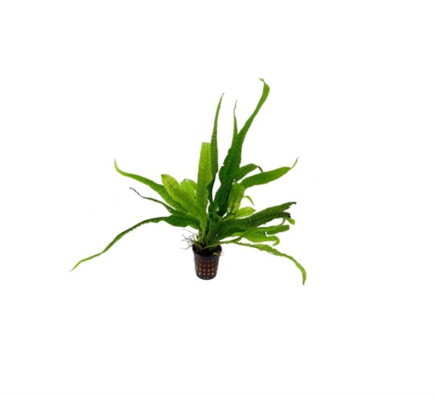 Plantas Naturais - Microsorium Pteropus (Philippine) - (Vaso/Muda)