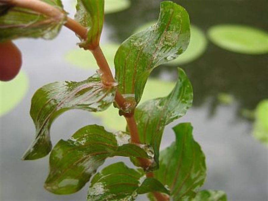 Plantas Naturais - Potamogeton perfoliatus (Vaso/Muda)