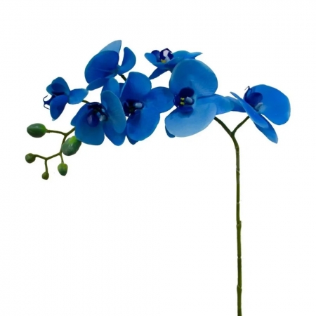 Orquídeas Azuis Haste de Flores