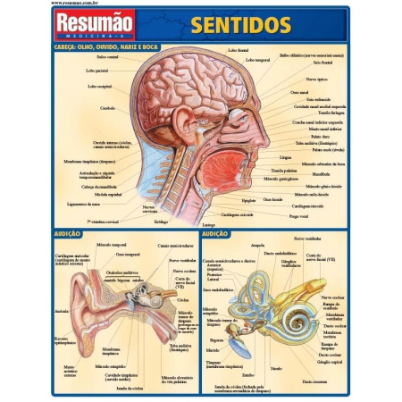 Sentidos - 04Ed/08